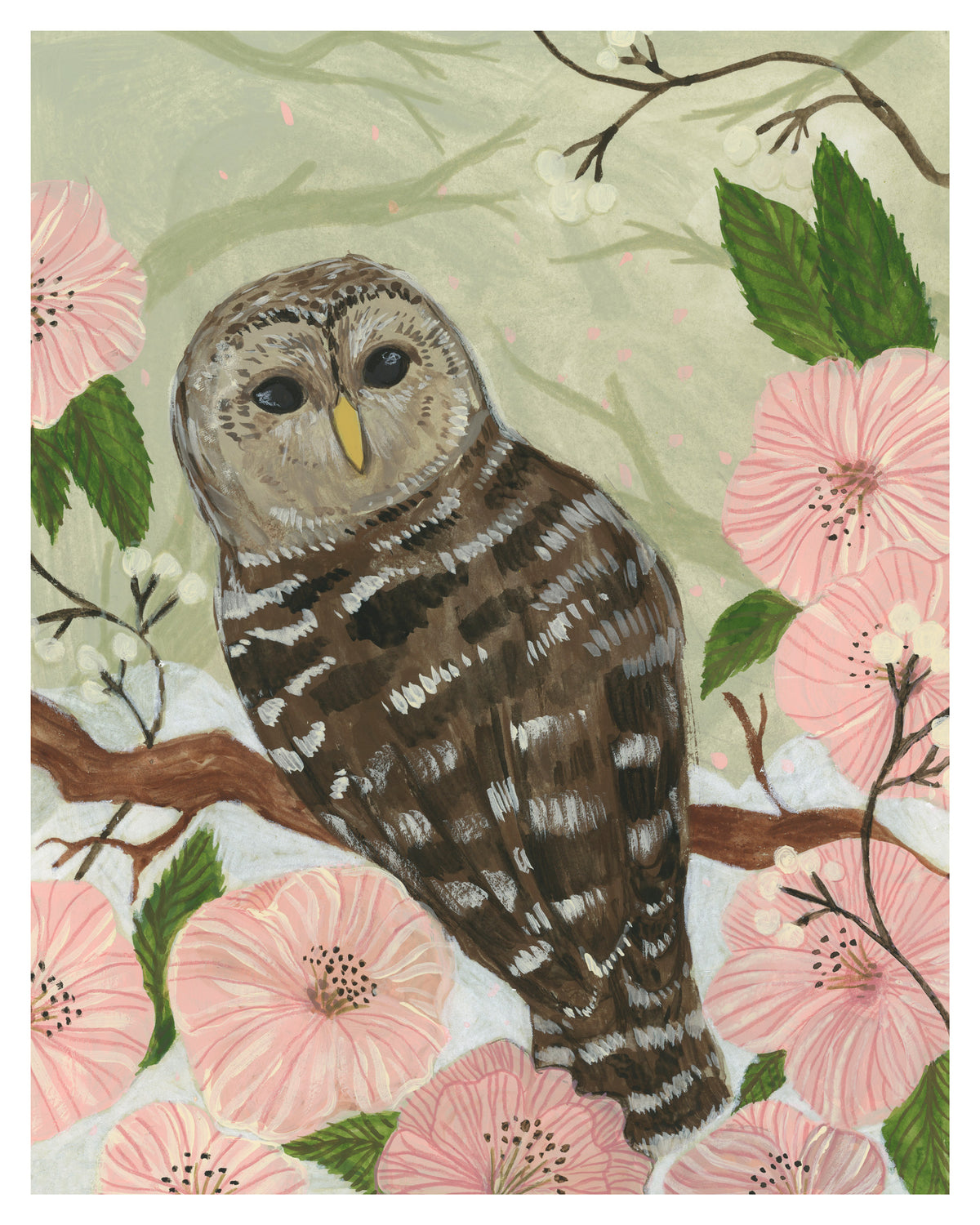 Barred Owl Art Print